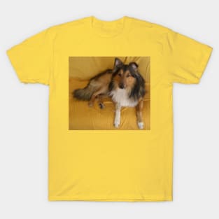 shetland sheepdog laying T-Shirt